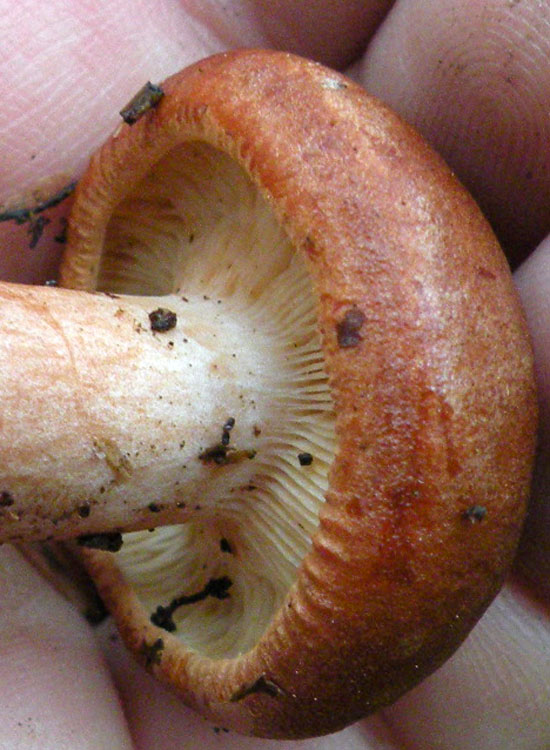 Tricholoma cfr ustale? (Lactarius rufus)